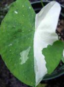 Topfpflanzen Colocasia, Taro, Cocoyam, Dasheen foto, Merkmale gesprenkelt