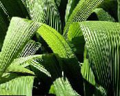 Topfpflanzen Curculigo, Palmgras foto, Merkmale grün