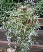 Topfpflanzen Variegated Basketgrass, Oplismenus foto, Merkmale gesprenkelt
