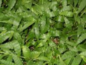Indoor plants Variegated Basketgrass, Oplismenus photo, characteristics green