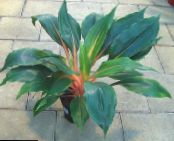 Indoor plants Palisota photo, characteristics green