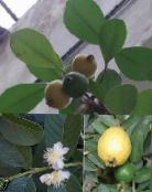 Topfpflanzen Guave, Tropischen Guave bäume, Psidium guajava foto, Merkmale grün