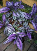 Persian Shield (Strobilanthes dyerianus) Herbaceous Plant purple, characteristics, photo