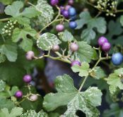 des plantes en pot Poivre Vigne, Porcelaine Berry une liane, Ampelopsis brevipedunculata photo, les caractéristiques bigarré