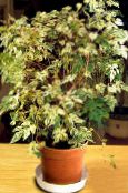 Indoor plants Pepper Vine, Porcelain Berry liana, Ampelopsis brevipedunculata photo, characteristics motley