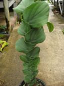 Shingle Plant liana, Rhaphidophora photo, characteristics green