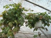 Indoor plants Monkey Rope, Wild Grape, Rhoicissus photo, characteristics green