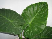 Elephants Ear (Alocasia) Herbaceous Plant green, characteristics, photo