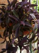 Purple Heart Wandering Jew (Setcreasea) Hanging Plant claret, characteristics, photo