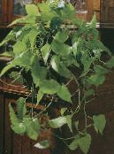 Topfpflanzen Epipremnum foto, Merkmale grün