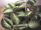 des plantes en pot La Flamme Violette, , Episcia photo, les caractéristiques bigarré