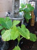 Malanga, Yautia (Xanthosoma) Herbaceous Plant light green, characteristics, photo
