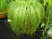 Carex, Joncs  Herbeux clair-vert, les caractéristiques, photo