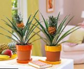 Pineapple (Ananas) Herbaceous Plant green, characteristics, photo