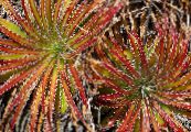 Fairy Angel (Hechtia) Herbaceous Plant red, characteristics, photo