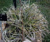 Fairy Angel (Hechtia) Herbaceous Plant silvery, characteristics, photo