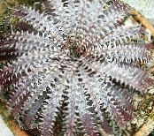 Dyckia  Herbaceous Plant silvery, characteristics, photo