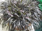 Indoor plants Black Dragon, Lily-turf, Snake's beard, Ophiopogon photo, characteristics silvery