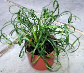 Topfpflanzen Lilie Rasen, Liriope foto, Merkmale grün