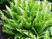 Phyllitis (Phyllitis scolopendrium) Herbeux clair-vert, les caractéristiques, photo