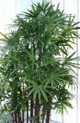 Indoor plants Lady Palm tree, Rhapis photo, characteristics green