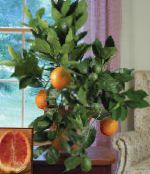 des plantes en pot Orange Douce des arbres, Citrus sinensis photo, les caractéristiques vert