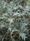 Indoor plants Tea Olive shrub, Osmanthus photo, characteristics silvery