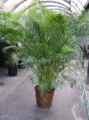 Topfpflanzen Butterfly Palm, Golden Cane Palm bäume, Areca foto, Merkmale grün