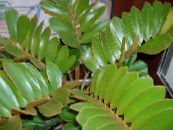 Topfpflanzen Florida Maranta bäume, Zamia foto, Merkmale grün