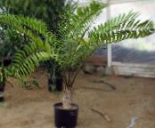 Indoor plants Florida Arrowroot tree, Zamia photo, characteristics green