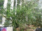 des plantes en pot Jacobs Échelle, Diables Épine Dorsale des arbustes, Pedilanthus photo, les caractéristiques vert