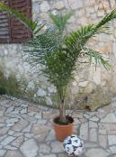 Indoor plants Majesty Palm tree, Ravenea photo, characteristics green