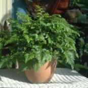 des plantes en pot Leatherleaf Fougère, Rumohra photo, les caractéristiques vert