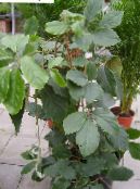 Indoor plants Chestnut Vine liana, Tetrastigma photo, characteristics green