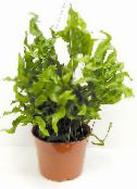 des plantes en pot Polypodie, Polypodium photo, les caractéristiques vert