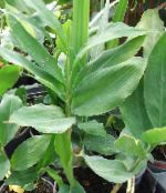 des plantes en pot Cardamomum, Elettaria Cardamomum photo, les caractéristiques vert