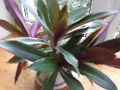 Rhoeo Tradescantia  Herbaceous Plant purple, characteristics, photo