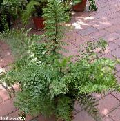 Spleenwort (Asplenium) Herbaceous Plant green, characteristics, photo