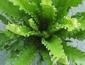 Indoor plants Spleenwort, Asplenium photo, characteristics green