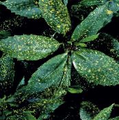 des plantes en pot Arbre De La Poussière D'or, Aucuba Japonica des arbustes photo, les caractéristiques bigarré