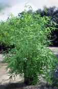 Bambou (Bambusa) Herbeux vert, les caractéristiques, photo