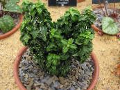 Broche Japanese (Euonymus japonica) Des Arbustes vert, les caractéristiques, photo