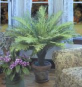 Indoor plants Hard Fern, Blechnum gibbum photo, characteristics green