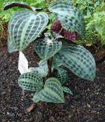 Geogenanthus, Seersucker Plant   motley, characteristics, photo