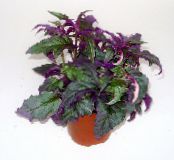 des plantes en pot Usine De Velours Pourpre, Plante De Velours Royale, Gynura aurantiaca photo, les caractéristiques pourpre