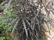 False Aralia (Dizygotheca elegantissima) Tree dark green, characteristics, photo
