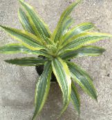 Topfpflanzen Dracaena foto, Merkmale gesprenkelt