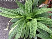 Drimiopsis  Herbaceous Plant motley, characteristics, photo