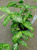Topfpflanzen Goldstaub Dracaena, Dracaena godseffiana foto, Merkmale grün