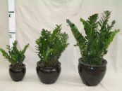 Indoor plants Fat Boy, Zamiaculcas zamiifolia photo, characteristics dark green